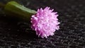 Mini phool Royalty Free Stock Photo