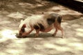 A mini pig seeking food Royalty Free Stock Photo