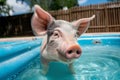 a mini pig taking a bath in a shallow outdoor pool Royalty Free Stock Photo