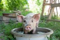 mini pig taking a bath in a small outdoor tub Royalty Free Stock Photo