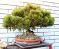 Mini pine bonsai tree