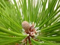 Mini pine cone