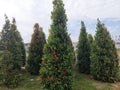 Mini pine trees in the city park of Sidoarjo, East Java are growing very fertile.