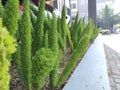 Mini pine trees are very beautiful on the terrace of the house