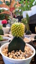 Mini pineapple cactus, as beautiful decoration, also has many benefits. One of them is as an antidote to free radicals