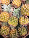 Mini Pineapples for Sale.