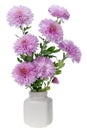 Mini pink chrysanthemums flowers