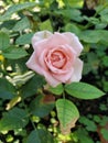 Mini pink rose in the garden Royalty Free Stock Photo
