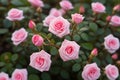 Mini pink rose in the garden Royalty Free Stock Photo