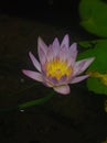 Mini pink waterlily flower at pond near green leaf Royalty Free Stock Photo