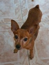 MINI PINSCHER LITTLE DOGGY