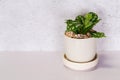 Mini plant succulent on wooden white desk, little plant and leaf in potted on table with cement texture background. Royalty Free Stock Photo