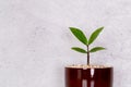 Mini plant succulent on wooden white desk, little plant and leaf in potted on table with cement texture background. Royalty Free Stock Photo