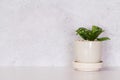 Mini plant succulent on wooden white desk, little plant and leaf in potted on table with cement texture background. Royalty Free Stock Photo