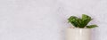 Mini plant succulent on wooden white desk, little plant and leaf in potted on table with cement texture background. Royalty Free Stock Photo