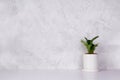 Mini plant succulent on wooden white desk, little plant and leaf in potted on table with cement texture background. Royalty Free Stock Photo