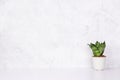 Mini plant succulent on wooden white desk, little plant and leaf in potted on table with cement texture background. Royalty Free Stock Photo