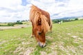 Mini pony is grazing on a green meadow