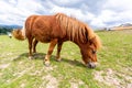 Mini pony is grazing on a green meadow