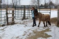 Mini pony walking with teen girl