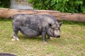 Mini Potbellied pig Royalty Free Stock Photo