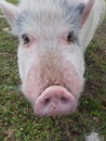 `Mini` Potbelly pig showing off his snout