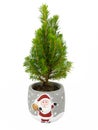 Mini Potted Christmas Tree on White Background
