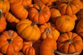 Mini Pumpkins Royalty Free Stock Photo