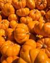 Mini Pumpkins in a Bunch Royalty Free Stock Photo