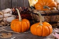 Mini pumpkins and Indian Corn Royalty Free Stock Photo