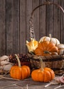 Mini pumpkins and Indian Corn Royalty Free Stock Photo