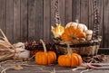 Mini pumpkins and Indian Corn Royalty Free Stock Photo