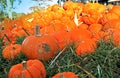 Mini Pumpkins Piled