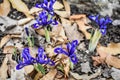 Mini Purple Irises with Yellow markings