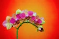 Close up of a branch of mini purple phalaenopsis orchids against colorful gradient background