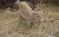 Picture Mini Pygmy Goat This is a tiny breed of goat, only 60 centimeters tall.