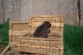 Mini rabbit dutch ram sitting on a wicker basket Royalty Free Stock Photo