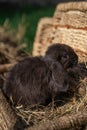 Mini rabbit dutch ram sitting on a wicker basket Royalty Free Stock Photo