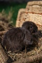 Mini rabbit dutch ram sitting on a wicker basket