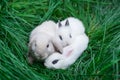 Mini rabbits - dutch ram and hotots sit on a green grass Royalty Free Stock Photo