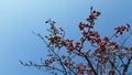 Mini Red Apples And Sky