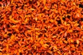 Red and Orange leaf texture background