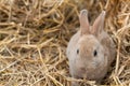 Mini Rex is a breed of domestic rabbit that was created in 1984 in Florida. The Rex mutation, derived in France in the 19th centur