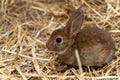 Mini Rex is a breed of domestic rabbit that was created in 1984 in Florida. The Rex mutation, derived in France in the 19th centur