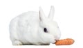 Mini rex rabbit eating a carrot, isolated Royalty Free Stock Photo