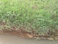 mini river adds green grass aesthetic Royalty Free Stock Photo