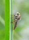 Mini robber fly Royalty Free Stock Photo