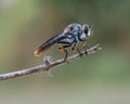 Mini robber fly Royalty Free Stock Photo