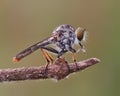 Mini robber fly Royalty Free Stock Photo