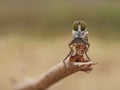 Mini robber fly Royalty Free Stock Photo